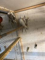 Valkparkieten, Dieren en Toebehoren, Vogels | Parkieten en Papegaaien, Meerdere dieren, Parkiet, Geringd