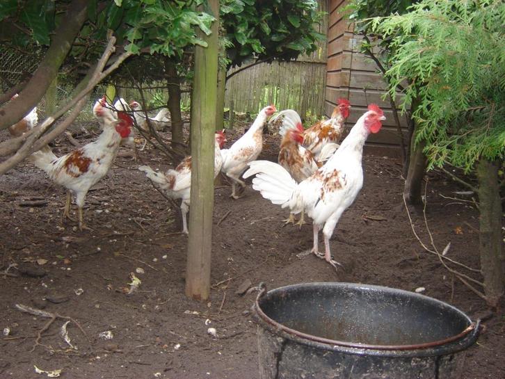 Ayam ketawa / lachende haan., Dieren en Toebehoren, Pluimvee, Kip, Meerdere dieren