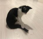 Gratis katje, Dieren en Toebehoren, Poes
