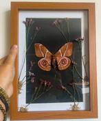 Antherina Suraka vlinder in lijst, Ophalen of Verzenden, Zo goed als nieuw, Insect, Opgezet dier