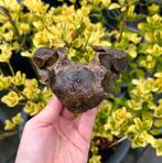 Steppewisent Wervel Noordzee, Verzamelen, Mineralen en Fossielen, Ophalen of Verzenden, Fossiel