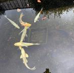 Koi karpers, Karper of Koi