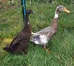 Indische loopeend/Khaki Campbell eend, Dieren en Toebehoren, Mannelijk, Eend