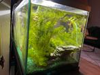 Aquarium juwel, Dieren en Toebehoren, Ophalen of Verzenden, Zo goed als nieuw, Gevuld zoetwateraquarium