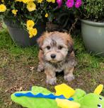 Leuke boomer pups te koop!, Dieren en Toebehoren, Honden | Chihuahua's en Gezelschapshonden, Overige rassen, CDV (hondenziekte)