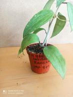 hoya latifolia pm 8.5 nummer H969, Huis en Inrichting, Kamerplanten, Ophalen of Verzenden, Overige soorten, Minder dan 100 cm