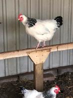 Sussex columbia, Dieren en Toebehoren, Pluimvee, Kip