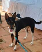 Leuk hondje Coco zoekt gezellig huis, Particulier, Rabiës (hondsdolheid), Buitenland, Reu