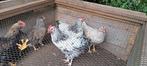 5 mooie haantjes., Dieren en Toebehoren, Pluimvee, Mannelijk, Kip