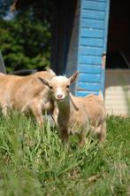 Mini geitje, Dieren en Toebehoren, Schapen, Geiten en Varkens, Vrouwelijk, Geit, 0 tot 2 jaar