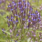 Verbena hastata in een P11 pot., Zomer, Vaste plant, Overige soorten, Ophalen