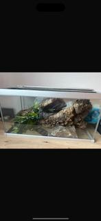 Terrarium te koop., Dieren en Toebehoren, Vis