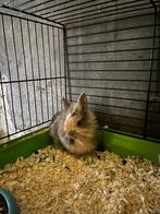 4 jonge dwergkonijntjes te koop, Dieren en Toebehoren, Meerdere dieren, Dwerg, 0 tot 2 jaar