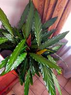 Twee stukken Calathea kamerplant, Huis en Inrichting, Kamerplanten, Ophalen, Overige soorten, Halfschaduw, Minder dan 100 cm