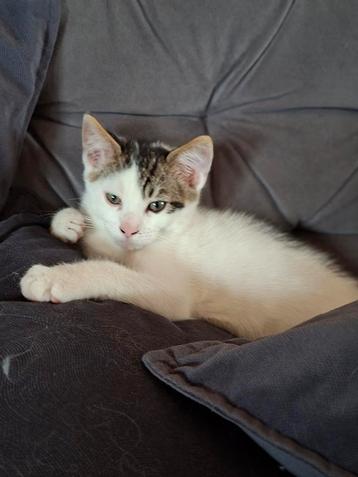 Koetje is zooo leuk en lief beschikbaar voor biedingen