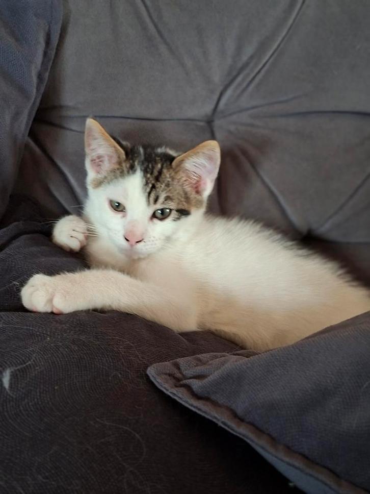 Koetje is zooo leuk en lief, Dieren en Toebehoren, Katten en Kittens | Raskatten | Korthaar, Kater, Gechipt, Ontwormd