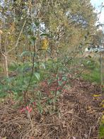 Appelbomen, Ophalen, Minder dan 100 cm, Lente, Appelboom