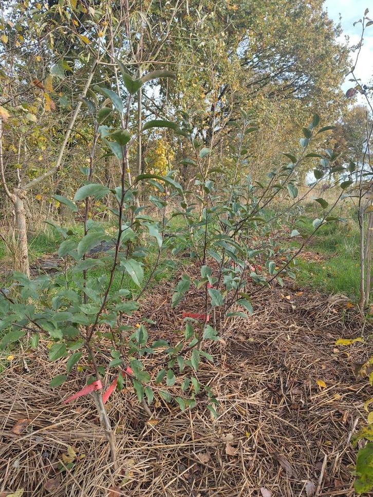 Appelbomen, Tuin en Terras, Planten | Fruitbomen, Appelboom, Minder dan 100 cm, Halfschaduw, Lente, Ophalen