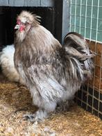 Mooie zijderhoenderhaan, Dieren en Toebehoren, Pluimvee, Mannelijk, Kip