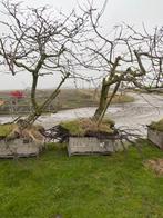 Kersenbomen te koop, Ophalen, Lente, Kersenboom, In pot