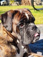 Beeld Boxer, Verzamelen, Beelden en Beeldjes, Ophalen, Gebruikt, Dier