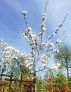 Lei hoogstam fruitbomen in soorten, Tuin en Terras, Planten | Fruitbomen, Ophalen, In pot, Overige soorten, Lente