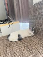 Kittens te koop, Dieren en Toebehoren, Katten en Kittens | Raskatten | Korthaar