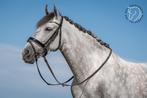 6 jarige Cruzado schimmel merrie van 154cm, Dieren en Toebehoren, Pony's, B, Springpony, 3 tot 6 jaar, Merrie