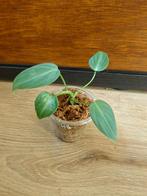 Philodendron glorious plantje/stekje, Huis en Inrichting, Kamerplanten, Ophalen of Verzenden, Halfschaduw, Minder dan 100 cm
