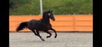 3 jarige Barock Pinto ster merrie zadelmak, Dieren en Toebehoren, Paarden, Merrie, Gechipt, Zadelmak, 3 tot 6 jaar