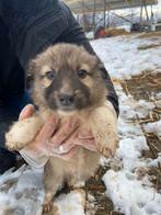 Lieve pup Rio zoekt een warm mandje, Dieren en Toebehoren, Particulier, Reu, 8 tot 15 weken, Buitenland