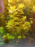 Bacopa caroliniana, stevige aquariumplant, Dieren en Toebehoren, Vissen | Aquaria en Toebehoren, Ophalen of Verzenden, Zo goed als nieuw
