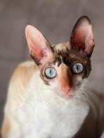 Cornish Rex poes met stamboom, Dieren en Toebehoren, Poes, Gechipt, 0 tot 2 jaar
