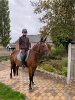 Brave D -pony, Dieren en Toebehoren, Merrie, B, Gechipt, 11 jaar of ouder