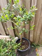 Olijfboom in pot, Overige soorten, Volle zon, Vaste plant, Ophalen of Verzenden