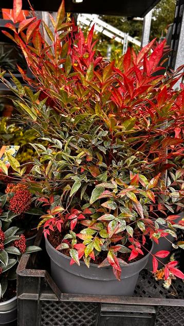 Nandina Domestica 'Fire Power' - Hemelse Bamboe beschikbaar voor biedingen