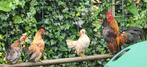 gratis jonge hanen, Dieren en Toebehoren, Mannelijk, Kip