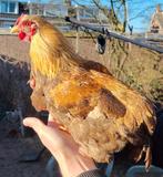 New Hamshire Kriel Haan, Dieren en Toebehoren, Pluimvee, Mannelijk, Kip