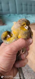 Koppel Gloster kanarie 2025, €30,, Dieren en Toebehoren, Meerdere dieren, Kleurkanarie
