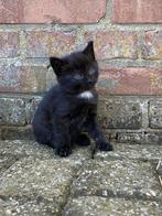 Boerderij kitten te koop, Dieren en Toebehoren, Katten en Kittens | Overige Katten, Poes, Kortharig, 0 tot 2 jaar