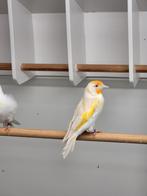 Majoor  putter  pop, Dieren en Toebehoren, Vogels | Overige Vogels, Vrouwelijk, Wildzangvogel