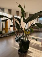 Strelitizia nicolai, Ophalen, 200 cm of meer, Overige soorten, Halfschaduw