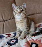Brits Britse korthaar kittens Silver Tabby Golden Tabby, Dieren en Toebehoren, Katten en Kittens | Raskatten | Korthaar, Meerdere dieren