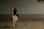 Bijrijd-/Leasepaard Gezocht in Hillegom, Dieren en Toebehoren, Ophalen of Verzenden, Nieuw