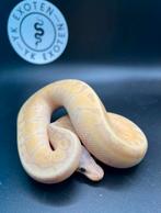Koningspython Banana Pastel Pinstripe Desert Ghost Man, Slang, 0 tot 2 jaar