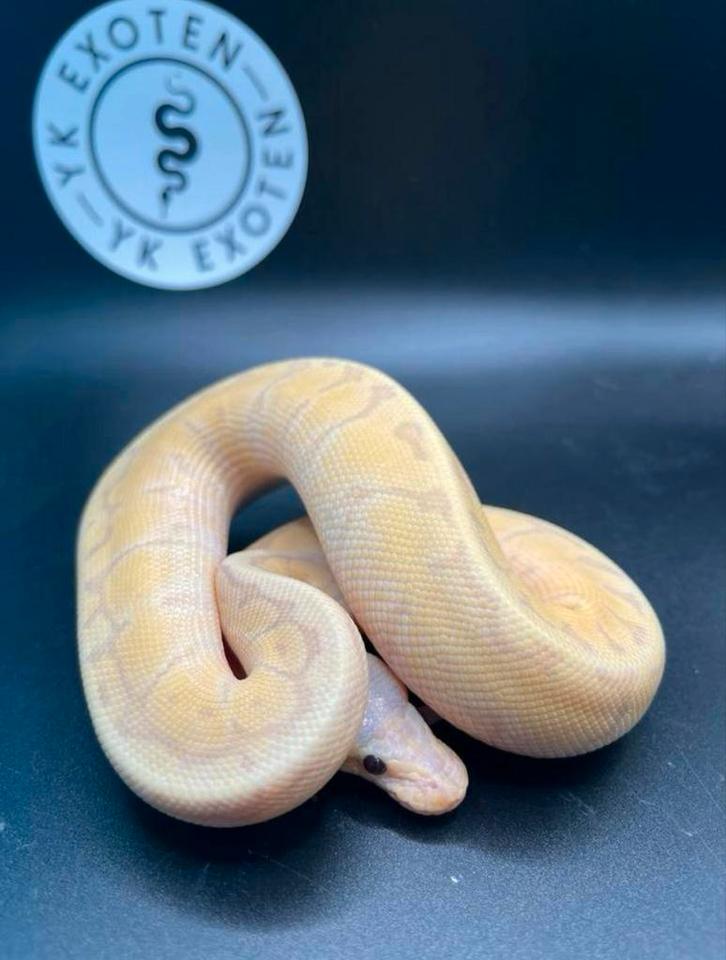 Koningspython Banana Pastel Pinstripe Desert Ghost Man