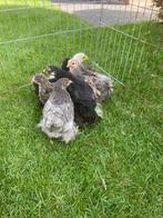 Cochin kriel hennen, Dieren en Toebehoren, Pluimvee, Vrouwelijk, Kip