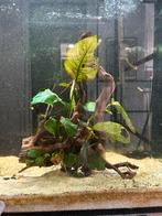 Aquarium hout met planten, Dieren en Toebehoren, Vissen | Aquaria en Toebehoren, Ophalen, Plant(en), Steen of Hout