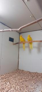 Gele geelvoorhoofd kakariki's, Dieren en Toebehoren, Vogels | Parkieten en Papegaaien, Meerdere dieren, Parkiet, Geringd