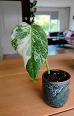 Monstera variegata, Huis en Inrichting, Kamerplanten, Ophalen, Halfschaduw, Minder dan 100 cm
